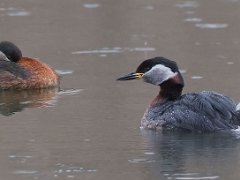 Gråstrubet lappedykker<br>(Podiceps grisegena)