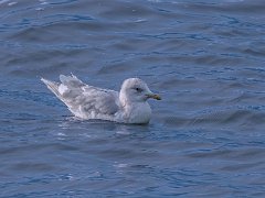 Hvidvinget Måge<br>(Larus glaucoides)