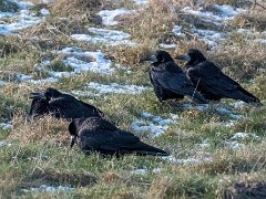 Råge<br>(Corvus frugilegus)