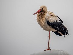 Hvid Stork<br>(Ciconia ciconia)