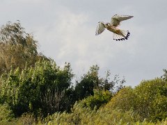 Tårnfalk<br> (Falco tinnunculus)