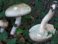 Agaricus augustus - Prægtig champignon
