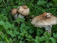 Agaricus augustus - Prægtig champignon : prægtig champignon