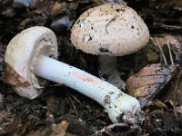 Agaricus benesii -<br>Hvid Blod-champignon