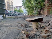 Agaricus bitorquis - Vej-champignon