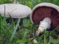 Agaricus - Champignon