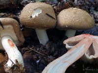 Agaricus langei - Stor blod-champignon