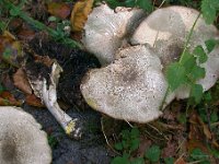 Agaricus moelleri - Perlehøne-champignon