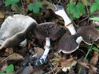 Agaricus-moelleri - Perlehøne-champignon