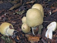 Agaricus osecanus - Fnugfodet champignon