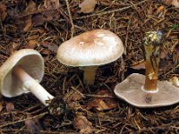 Agaricus semotus - Blegrød champignon