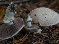 Agaricus subfloccosus - Randskællet champignon