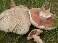 Agaricus subfloccosus - Randskællet champignon : randskællet champignon