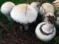 Agaricus xanthodermus - Karbol-champignon