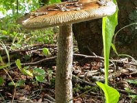Amanita ceciliae -  Stor kam-fluesvamp : amanita, svampe