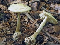 Amanita citrina - Kugleknoldet fluesvamp