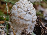 Amanita citrina - Kugleknoldet fluesvamp : fluesvampe, kugleknoldet fluesvamp, svampe