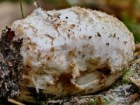 Amanita citrina - Kugleknoldet fluesvamp : fluesvampe, kugleknoldet fluesvamp, svampe