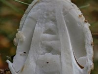 Amanita citrina - Kugleknoldet fluesvamp : fluesvampe, kugleknoldet fluesvamp, svampe