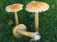 Amanita crocea - Gylden kam-fluesvamp