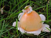 Amanita crocea - Gylden kam-fluesvamp : diverse