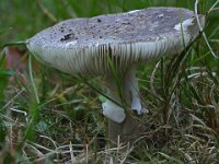 Amanita excelsa - Høj fluesvamp 
