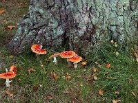 Amanita muscaria  - Rød fluesvamp