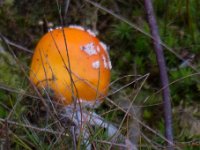 Amanita muscaria  - Rød fluesvamp : Svampe, fluesvampe, rød fluesvamp