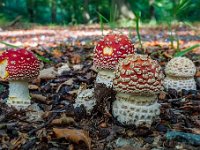 Amanita muscaria  - Rød fluesvamp : Svampe, fluesvampe, rød fluesvamp