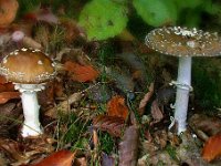 Amanita pantherina  - Panter-fluesvamp : cdsvampe
