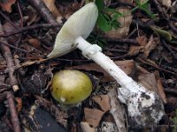 Amanita phalloides  - Grøn fluesvamp : svampe