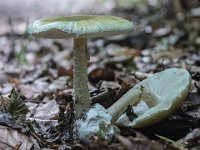 Amanita phalloides  - Grøn fluesvamp : grøn fluesvamp