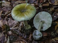 Amanita phalloides  - Grøn fluesvamp : grøn fluesvamp