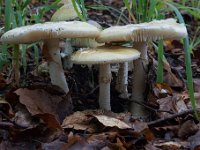 Amanita phalloides  - Grøn fluesvamp : Svampe, fluesvampe, grøn flusevamp