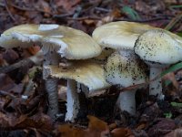 Amanita phalloides  - Grøn fluesvamp : Svampe, fluesvampe, grøn flusevamp