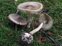 Amanita porphyria - Porfyr-fluesvamp 