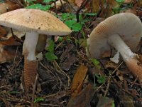 Amanita rubescens - Rødmende fluesvamp