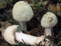 Amanita rubescens - Rødmende fluesvamp : svampe