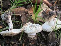 Amanita rubescens - Rødmende fluesvamp