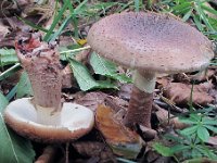 Amanita rubescens - Rødmende fluesvamp : svampe