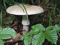 Amanita rubescens - Rødmende fluesvamp : rødmender fluesvamp