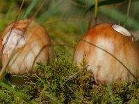 Amanita rubescens - Rødmende fluesvamp : fluesvampe, rødmende fluesvamp, svampe