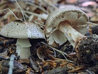 Amanita rubescens - Rødmende fluesvamp : fluesvampe, rødmende fluesvamp, svampe