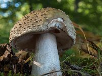 Amanita rubescens - Rødmende fluesvamp