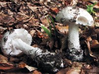 Amanita strobiliformis - Flosset fluesvamp
