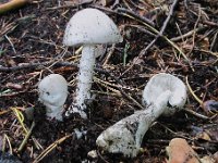 Amanita virosa - Snehvid fluesvamp : Natur, amanita, svampe