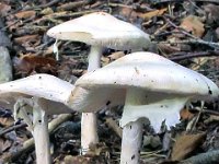 Amanita virosa - Snehvid fluesvamp : Natur, amanita, giftig, svampe