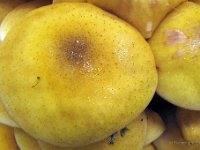 Armillaria lutea - Køllestokket honningsvamp