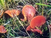 Tremiscus helvelloides - bævretunge 