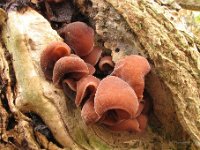 Auriculariaceae -Judasørefamilien